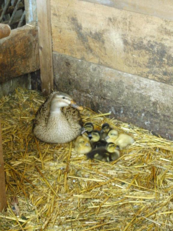 Bauernhof Hundbichl Brixen im Thale Exterior foto