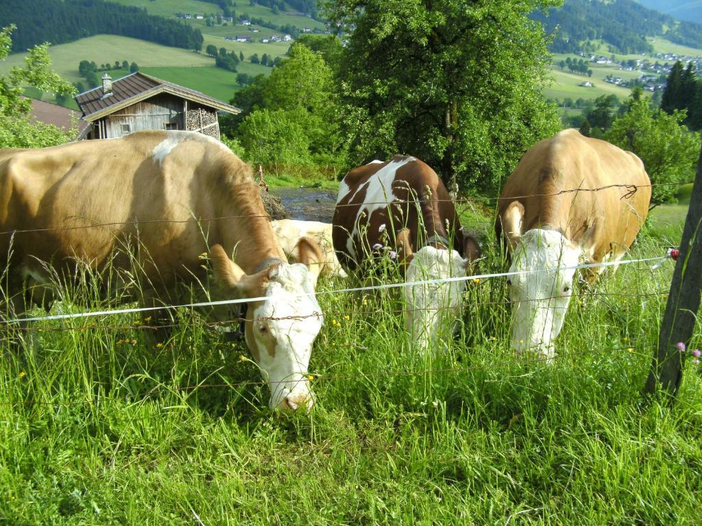 Bauernhof Hundbichl Brixen im Thale Exterior foto